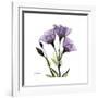 Purple Gentian Square-Albert Koetsier-Framed Premium Giclee Print