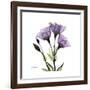 Purple Gentian Square-Albert Koetsier-Framed Premium Giclee Print