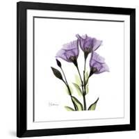 Purple Gentian Square-Albert Koetsier-Framed Premium Giclee Print