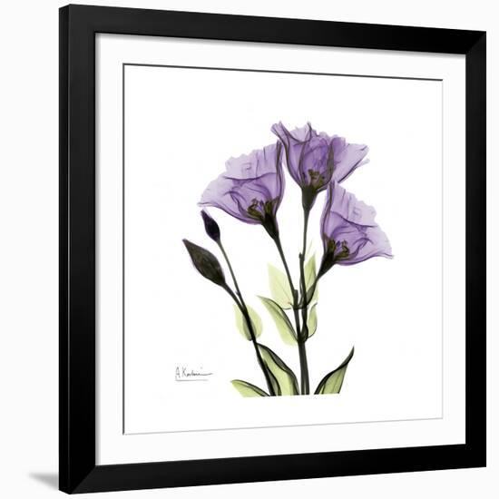 Purple Gentian Square-Albert Koetsier-Framed Premium Giclee Print