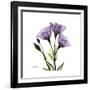 Purple Gentian Square-Albert Koetsier-Framed Premium Giclee Print