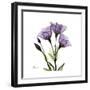 Purple Gentian Square-Albert Koetsier-Framed Premium Giclee Print