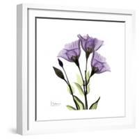 Purple Gentian Square-Albert Koetsier-Framed Premium Giclee Print