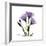 Purple Gentian Square-Albert Koetsier-Framed Premium Giclee Print