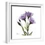 Purple Gentian Square-Albert Koetsier-Framed Premium Giclee Print