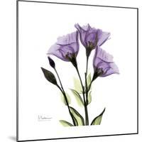 Purple Gentian Square-Albert Koetsier-Mounted Premium Giclee Print