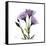 Purple Gentian Square-Albert Koetsier-Framed Stretched Canvas