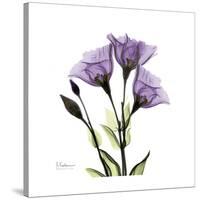 Purple Gentian Square-Albert Koetsier-Stretched Canvas