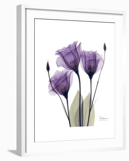 Purple Gentian Triplet-Albert Koetsier-Framed Premium Giclee Print