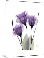 Purple Gentian Triplet-Albert Koetsier-Mounted Premium Giclee Print