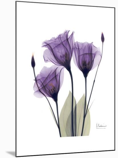 Purple Gentian Triplet-Albert Koetsier-Mounted Premium Giclee Print