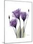 Purple Gentian Triplet-Albert Koetsier-Mounted Premium Giclee Print