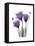 Purple Gentian Triplet-Albert Koetsier-Framed Stretched Canvas