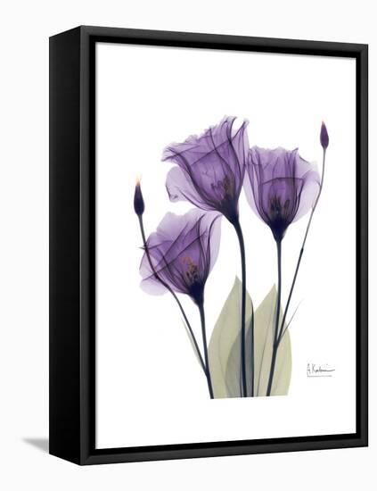 Purple Gentian Triplet-Albert Koetsier-Framed Stretched Canvas