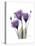 Purple Gentian Triplet-Albert Koetsier-Stretched Canvas