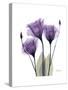 Purple Gentian Triplet-Albert Koetsier-Stretched Canvas