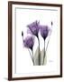 Purple Gentian Triplet-Albert Koetsier-Framed Premium Giclee Print