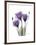 Purple Gentian Triplet-Albert Koetsier-Framed Premium Giclee Print