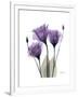 Purple Gentian Triplet-Albert Koetsier-Framed Premium Giclee Print