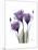 Purple Gentian Triplet-Albert Koetsier-Mounted Premium Giclee Print