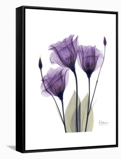 Purple Gentian Triplet-Albert Koetsier-Framed Stretched Canvas