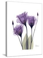 Purple Gentian Triplet-Albert Koetsier-Stretched Canvas