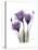 Purple Gentian Triplet-Albert Koetsier-Stretched Canvas