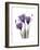 Purple Gentian Triplet-Albert Koetsier-Framed Premium Giclee Print