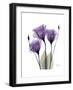 Purple Gentian Triplet-Albert Koetsier-Framed Premium Giclee Print