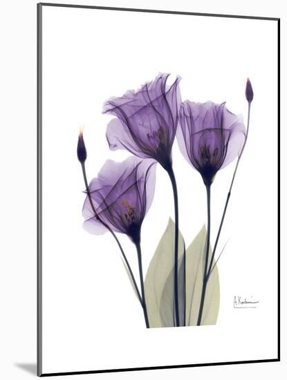 Purple Gentian Triplet-Albert Koetsier-Mounted Premium Giclee Print