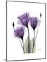 Purple Gentian Triplet-Albert Koetsier-Mounted Premium Giclee Print