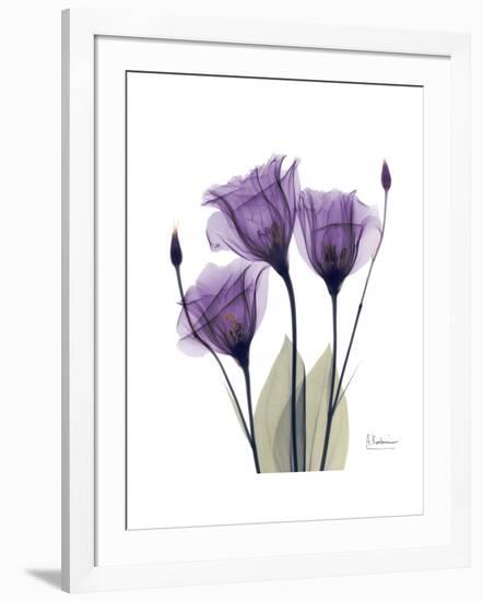 Purple Gentian Triplet-Albert Koetsier-Framed Premium Giclee Print