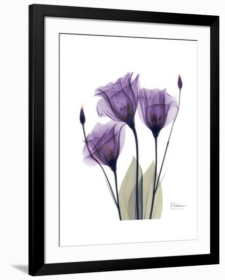 Purple Gentian Triplet-Albert Koetsier-Framed Premium Giclee Print