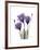 Purple Gentian Triplet-Albert Koetsier-Framed Premium Giclee Print