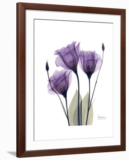 Purple Gentian Triplet-Albert Koetsier-Framed Premium Giclee Print