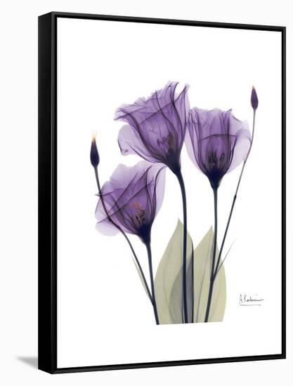 Purple Gentian Triplet-Albert Koetsier-Framed Stretched Canvas