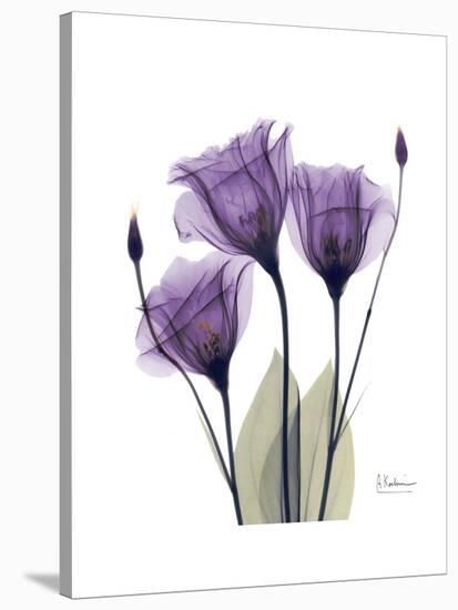 Purple Gentian Triplet-Albert Koetsier-Stretched Canvas