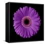Purple Gerbera Daisy-Jim Christensen-Framed Stretched Canvas