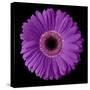 Purple Gerbera Daisy-Jim Christensen-Stretched Canvas