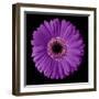 Purple Gerbera Daisy-Jim Christensen-Framed Photographic Print
