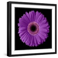 Purple Gerbera Daisy-Jim Christensen-Framed Photographic Print