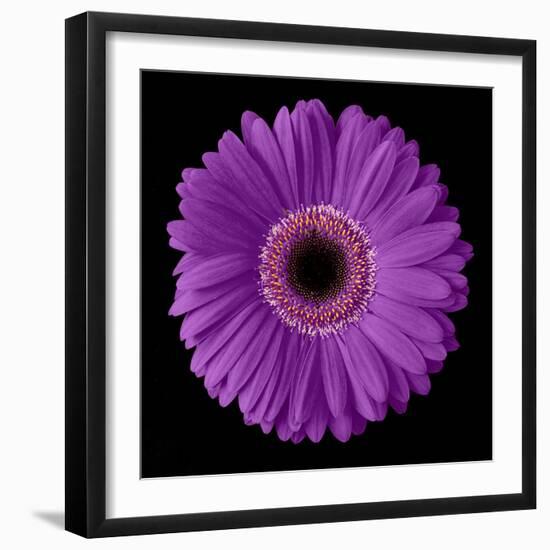 Purple Gerbera Daisy-Jim Christensen-Framed Photographic Print