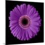 Purple Gerbera Daisy-Jim Christensen-Mounted Photographic Print