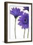 Purple Gerberas 1-Cherie Roe Dirksen-Framed Giclee Print