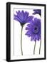 Purple Gerberas 1-Cherie Roe Dirksen-Framed Giclee Print