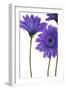 Purple Gerberas 1-Cherie Roe Dirksen-Framed Giclee Print