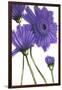 Purple Gerberas 2-Cherie Roe Dirksen-Framed Giclee Print