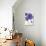 Purple Gerberas 2-Cherie Roe Dirksen-Giclee Print displayed on a wall