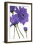 Purple Gerberas 2-Cherie Roe Dirksen-Framed Giclee Print