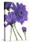 Purple Gerberas 2-Cherie Roe Dirksen-Stretched Canvas